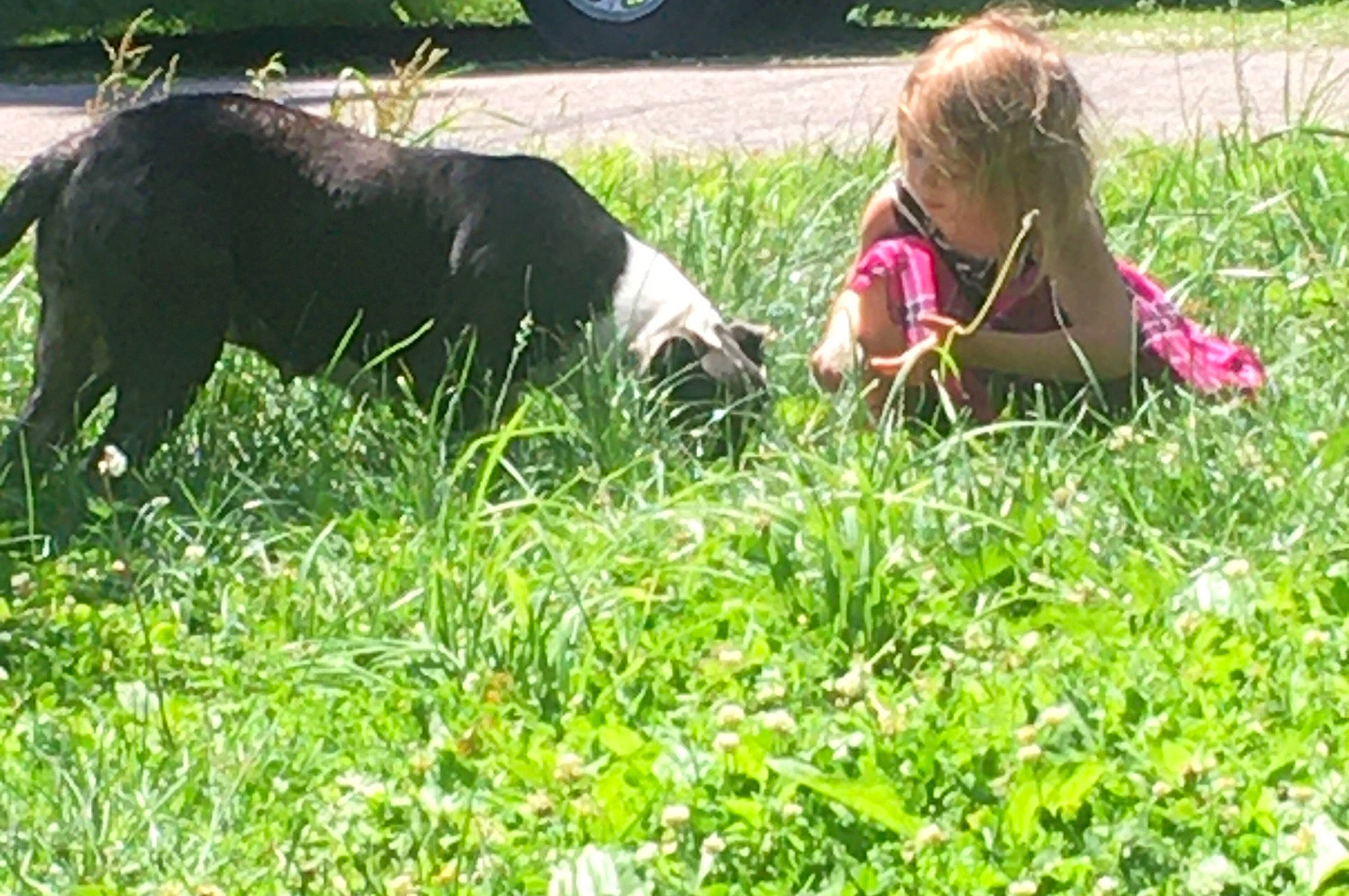 Sterling joined the competition — help win amazing prizes! automotive_tire, carnivore, companion_dog, dog, dog_breed, garden, grass, grassland, groundcover, meadow, pasture, people_in_nature, person, plant, recreation, shrub, tail, tire, toddler, wheel