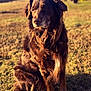 airedale, animal, canine, cockerspaniel, countryside, dog, field, goldenretriever, grass, grassland, hound, labradorretriever, nature, outdoors, person, pet, photography, plant, puppy, terrier