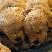 Curly And Moe is registered to the contest to win money with this photo: