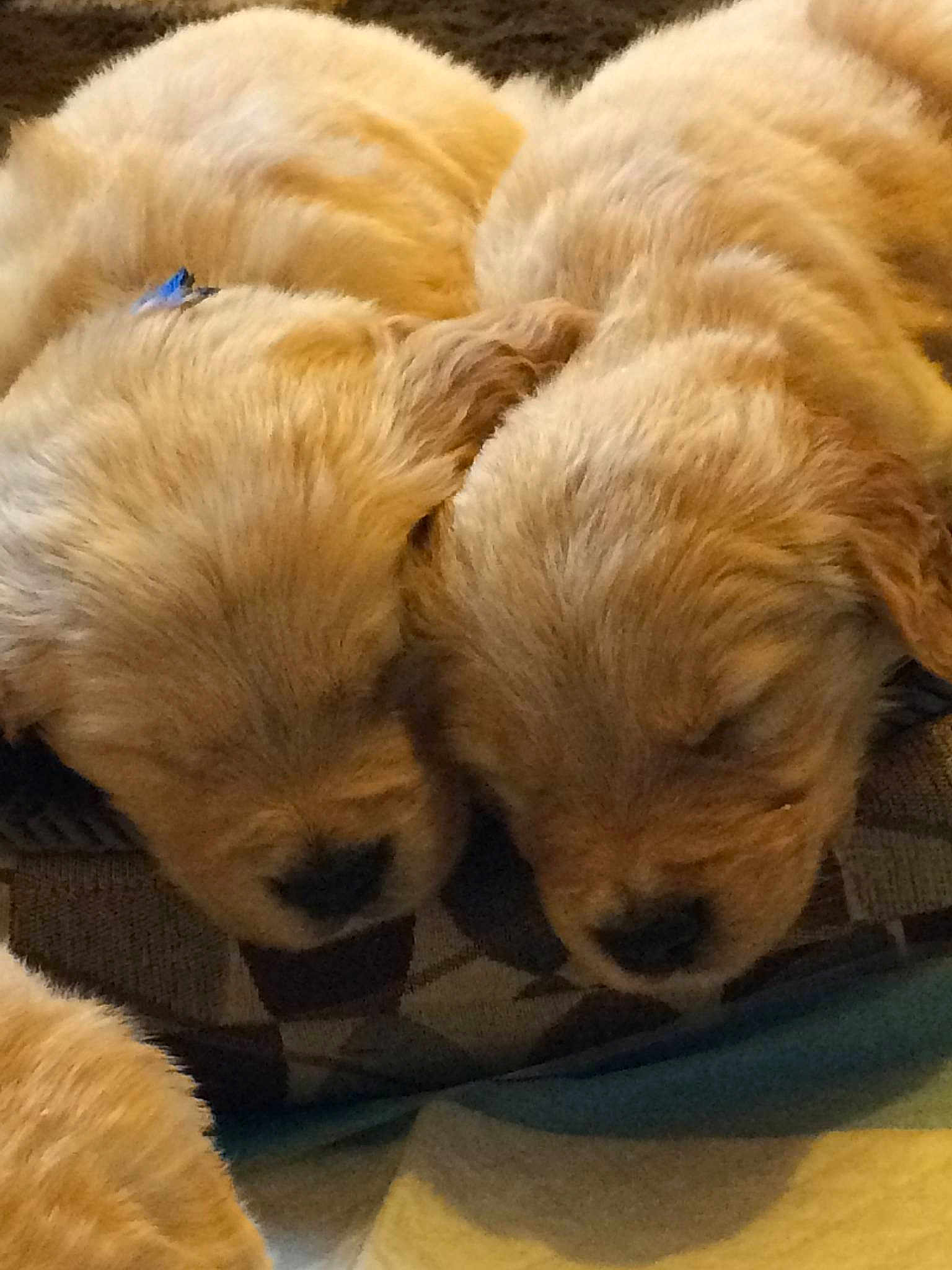 Curly And Moe