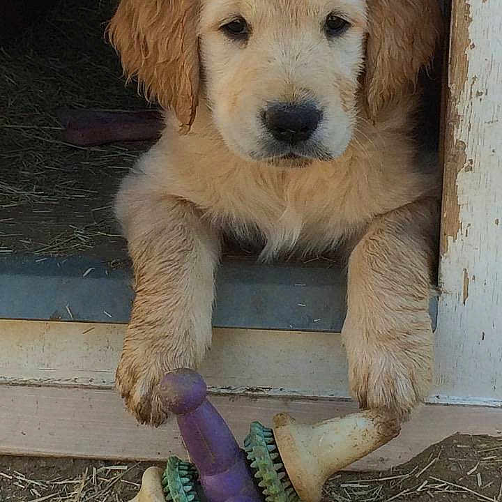 Tucker