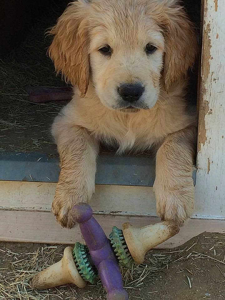 Tucker