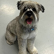 Vinny is registered to the contest to win money with this photo: dog, pet, indoor, floor, sitting, happy, tongue_out, fur, animal, canine, paw, collar, tag, friendly, cute, shaggy, medium_size, mammal, companion, domestic