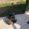 cat, tortoise, tabby_cat, pet, animal, sleeping, relaxed, lying_down, sunlight, patio, balcony, garden, grass, plants, paving_stones, railing, shadows, outdoors, summer, nature