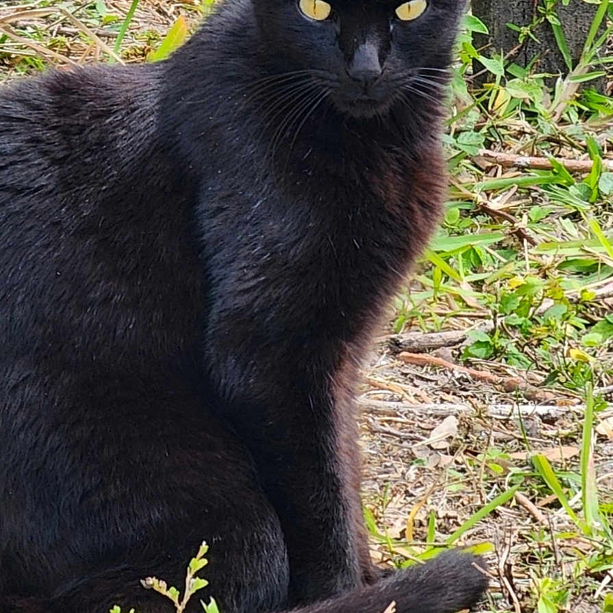 Daisy joined the competition — help win amazing prizes! abyssinian, animal, backyard, blackcat, cat, egyptiancat, grass, kitten, manx, nature, outdoors, pet, plant, slate, soil, yard