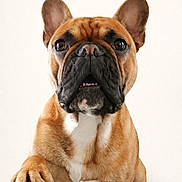 Vouli a rejoint le concours — aidez-le/la à gagner de superbes lots ! animal, brown, canine, closeup, companion, cute, dog, domestic_animal, ears, french_bulldog, friendly, fur, hand, indoor, mammal, paw, pet, portrait, sitting, white_background