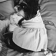 Anna participe au concours pour gagner de l'argent avec cette photo : dog, pet, clothing, skirt, cute, fluffy, small_dog, sitting, bed, blanket, pattern, fur, animal, indoors, portrait, looking_away, accessory, decor, soft, cozy