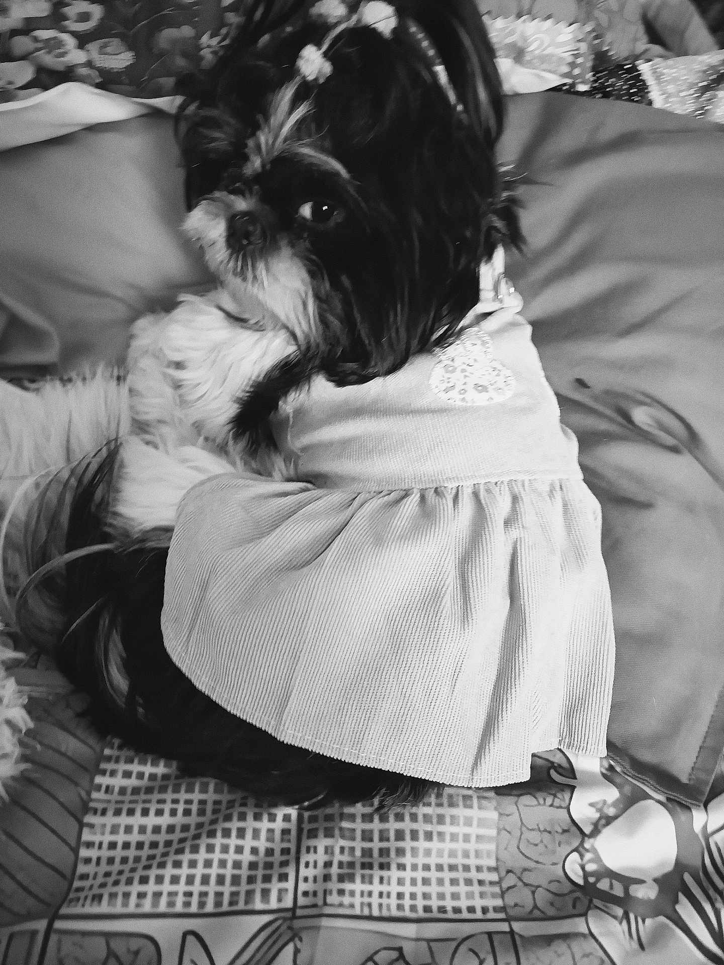 Anna participe au concours pour gagner de l'argent avec cette photo : dog, pet, clothing, skirt, cute, fluffy, small_dog, sitting, bed, blanket, pattern, fur, animal, indoors, portrait, looking_away, accessory, decor, soft, cozy