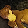 Coco is registered to the contest to win money with this photo: ball, belly_up, brown_dog, couch, cute, dog, home, indoor, lying_down, paws, pet, playful, plush_toy, portrait, puppy, relaxed, short_hair, sleeping, sofa, yellow_toy