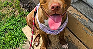 Coco is registered to the contest to win money with this photo: brick_wall, brown_dog, dog, door, front_porch, grass, happy, harness, leash, outdoor, panting, pet, pit_bull, portrait, sidewalk, sitting, smiling, steps, sunlight, tongue