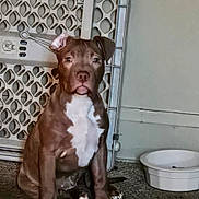 Coco joined the competition — help win amazing prizes! animal, baby_gate, brown_dog, canine, centered_subject, dog, floor, floppy_ears, front_facing, home, indoor, pet, photography, portrait, puppy, serious_expression, short_hair, sitting, water_bowl, white_chest