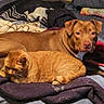 Coco is registered to the contest to win money with this photo: animal, bed, bedding, blankets, brown_dog, cat, companionship, cozy, dog, domestic_animals, furry, home, indoors, lying_down, orange_cat, pet_portrait, pets, relaxed, resting, sleeping_area
