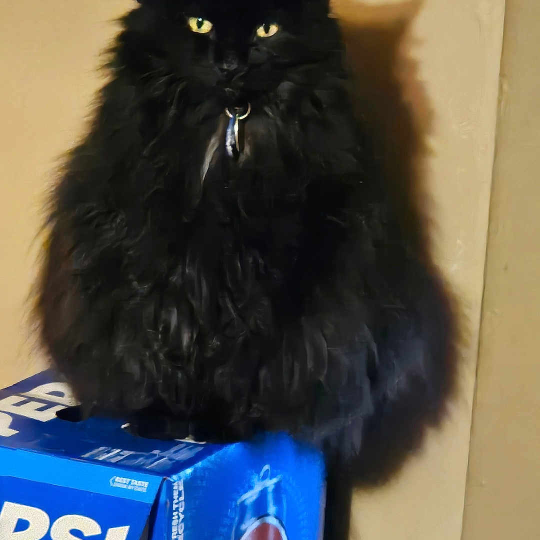 Precious joined the competition — help win amazing prizes! animal, black_cat, blue_packaging, cardboard_box, cat, collar, dramatic_lighting, fluffy, funny, indoors, long_hair, pepsi, pet, portrait, shadow, sitting, soft_drink, wall, wood_floor, yellow_eyes