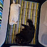 Precious is registered to the contest to win money with this photo: animal, black_cat, black_fur, cat, cats, cozy, cute, fluffy, fur, indoor, lying_down, overhead_view, pet, playpen, sleeping, staring, striped_cushion, white_cat, white_fur, yellow_eyes