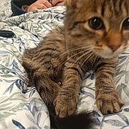 Pompom a rejoint le concours — aidez-le/la à gagner de superbes lots ! kitten, cat, tabby, paws, fur, bed, blanket, pattern, indoor, closeup, cute, animal, pet, whiskers, young, feline, curious, soft, tail, resting