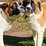 Sammy is registered to the contest to win money with this photo: dog, saint_bernard, outdoor, grass, sunlight, pet, animal, playful, tongue, two_dogs, nature, fur, mammal, canine, companions, daylight, friendly, cute, brown, white