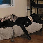 Diesel joined the competition — help win amazing prizes! dog, sleeping, indoor, dog_bed, black_dog, spotted_dog, resting, floor, window, shelf, collar, cozy, pets, animal, home, furniture, relaxing, companion, laying, brown_floor