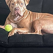 Kringle is registered to the contest to win money with this photo: dog, tennis_ball, couch, pet, animal, brown_dog, indoor, resting, canine, fur, paw, relaxed, alert, looking_at_camera, domestic_animal, companion, living_room, furniture, pet_toy, black_couch