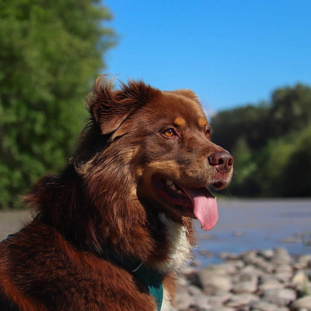 Kona is registered to the contest to win money with this photo: dog, brown_dog, tongue_out, outdoor, riverbank, rocks, green_trees, blue_sky, nature, animal, pet, happy, fluffy_coat, daylight, canine, water, forest, summer, portrait, side_view
