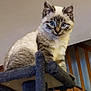 Aïko a rejoint le concours — aidez-le/la à gagner de superbes lots ! cat, blue_eyes, feline, pet, indoor, cat_tree, carpeted, perched, curious, staircase, wooden, fur, animal, whiskers, ears, looking, domestic_cat, mammal, cute, face