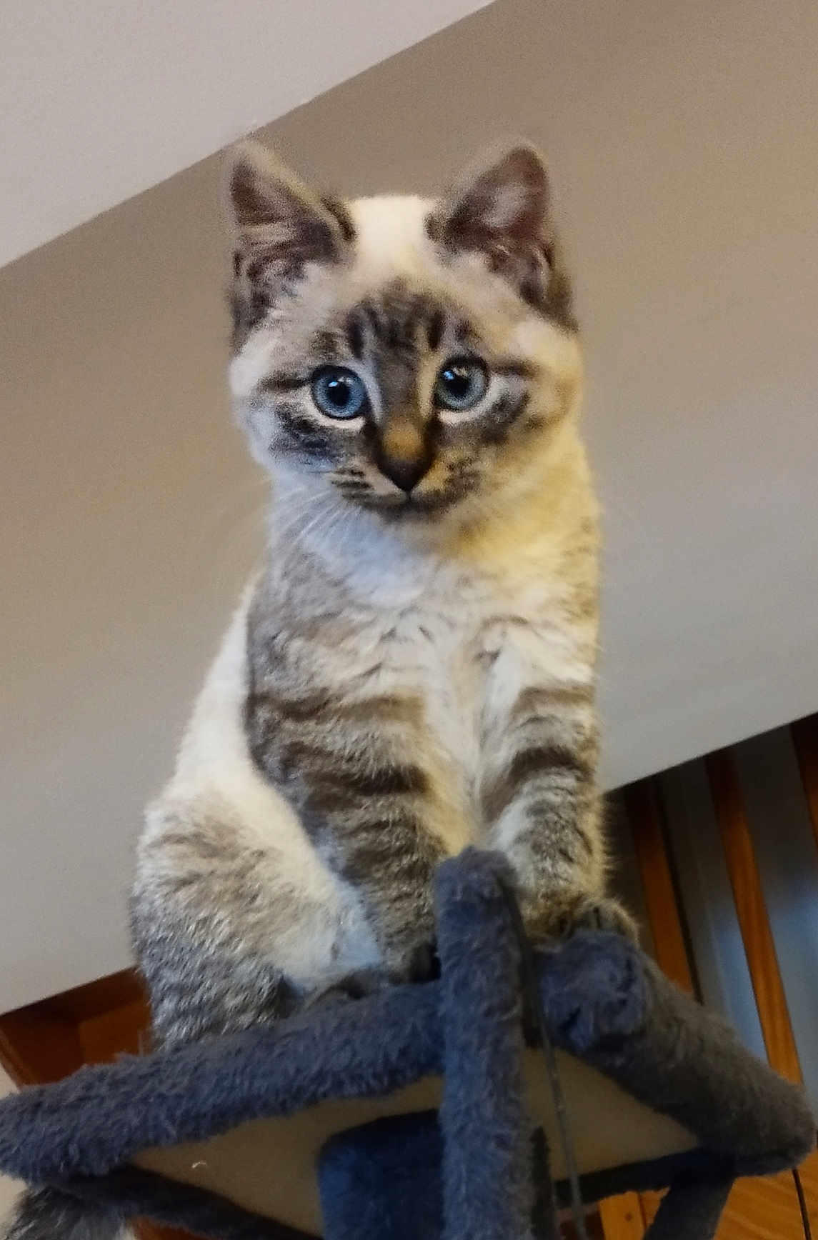 Aïko participe au concours pour gagner de l'argent avec cette photo : cat, feline, blue_eyes, fur, indoor, pet, curious, animal, sitting, cat_tree, whiskers, ears, playful, domestic_cat, fuzzy, looking_down, striped_fur, cute, young_cat, house