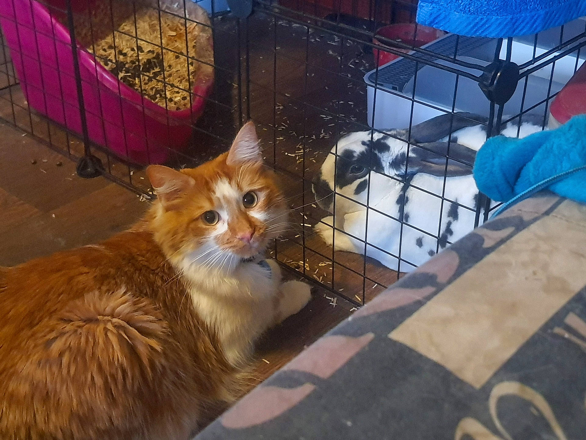 Gripsou participe au concours pour gagner de l'argent avec cette photo : animal_shelter, cage, canidae, carnivore, cat, domestic_short_haired_cat, fawn, felidae, fur, kennel, pet_supply, small_to_medium_sized_cats, snout, tail, tire, tree, wheel, whiskers, winter, wood