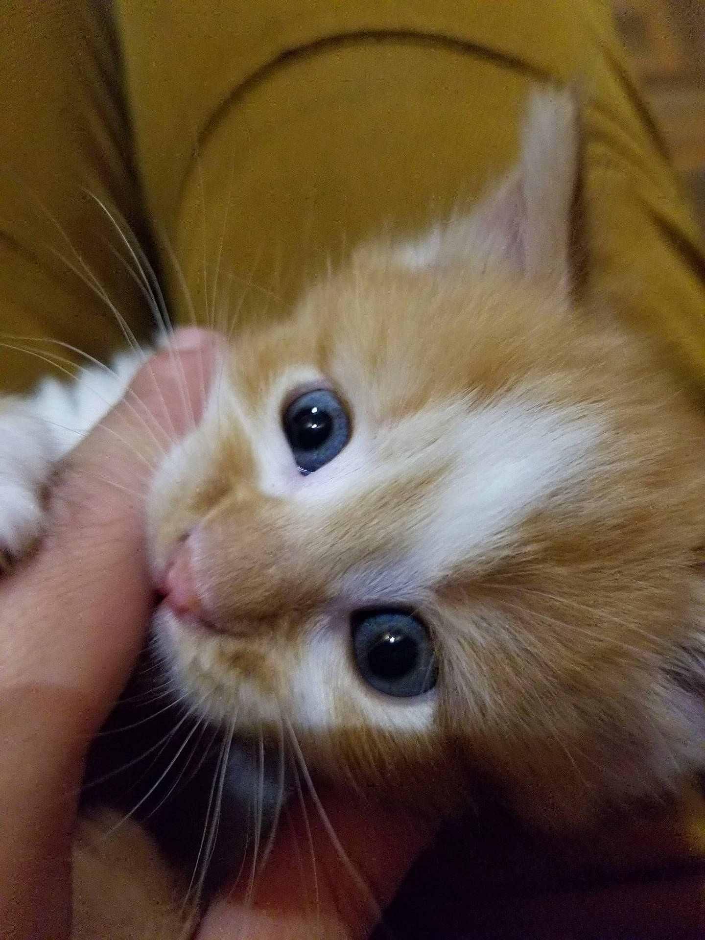 Gripsou participe au concours pour gagner de l'argent avec cette photo : box, carnivore, cat, claw, domestic_short_haired_cat, ear, eye, fawn, felidae, fur, hardwood, head, paw, small_to_medium_sized_cats, snout, tail, whiskers, wood