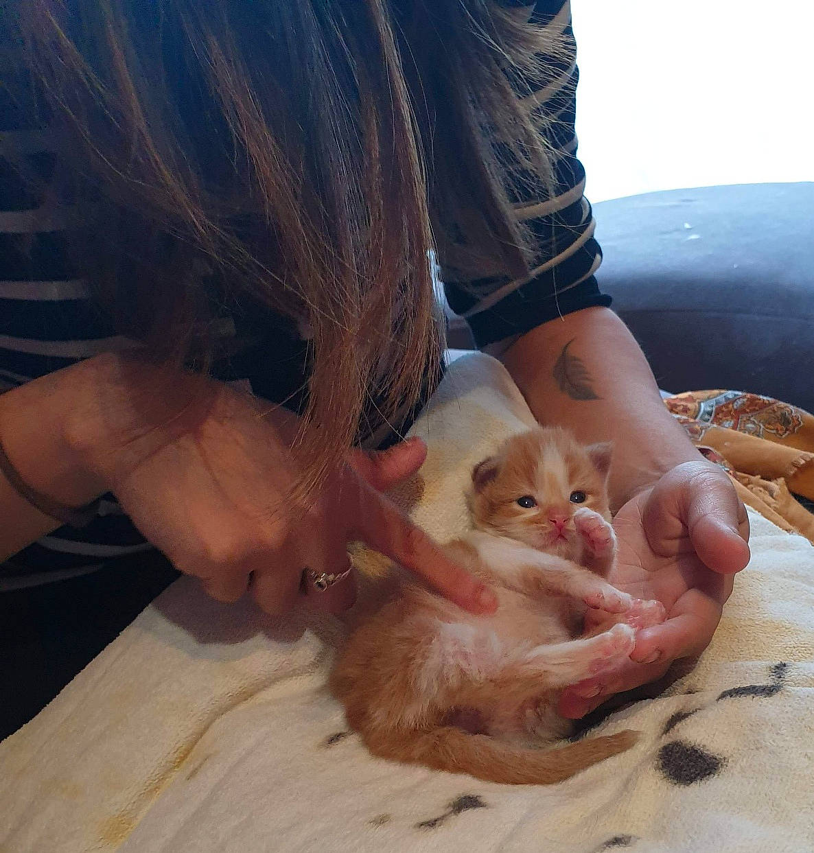 Gripsou participe au concours pour gagner de l'argent avec cette photo : canidae, child, claw, companion_dog, fawn, felidae, finger, foot, fun, fur, gesture, nail, paw, small_to_medium_sized_cats, sporting_group, terrestrial_animal, toy