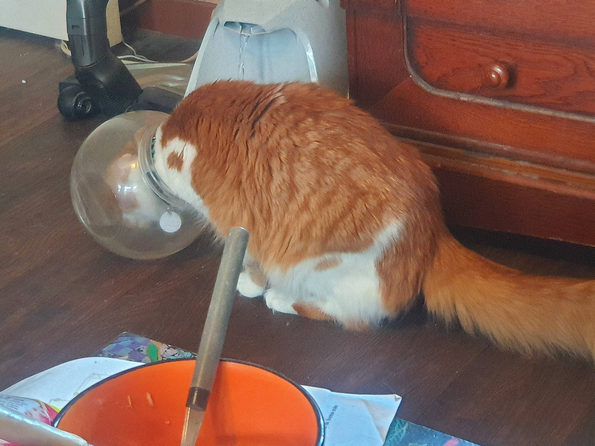 Gripsou a rejoint le concours — aidez-le/la à gagner de superbes lots ! cabinetry, carnivore, cat, cat_supply, chair, comfort, domestic_short_haired_cat, fawn, felidae, floor, flooring, fur, hardwood, kitchen_appliance, plant, room, small_to_medium_sized_cats, tail, whiskers, wood