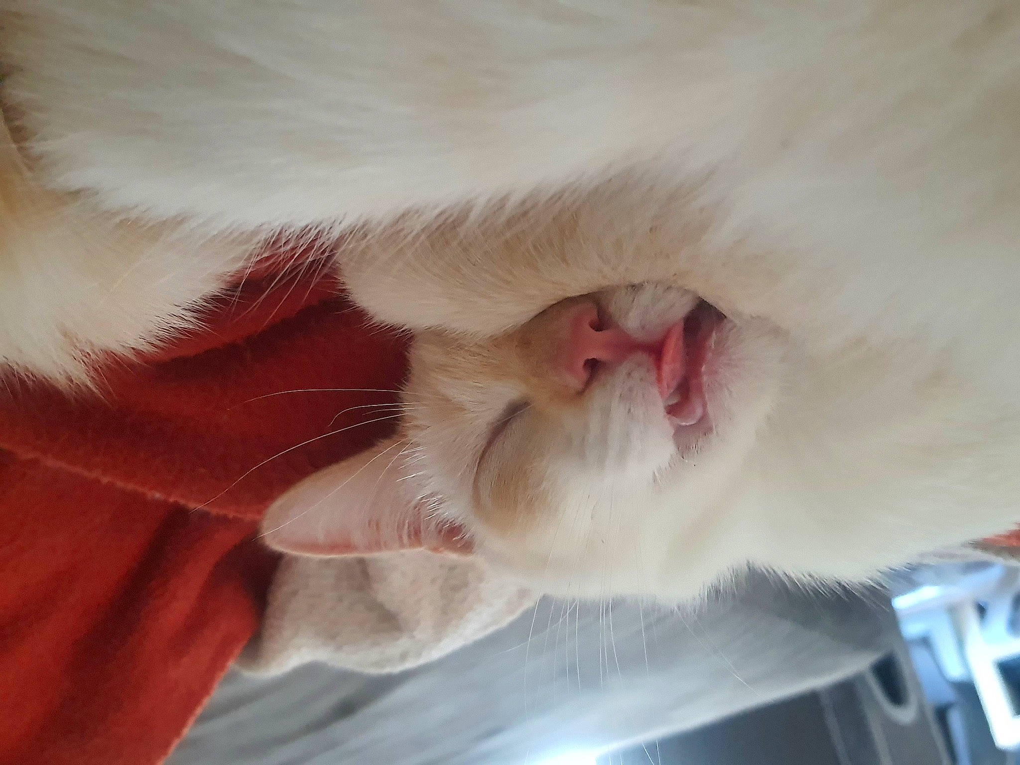 Mochi participe au concours pour gagner de l'argent avec cette photo : carnivore, cat, comfort, ear, fawn, felidae, flower, foot, fur, gesture, leg, nail, paw, petal, plant, room, small_to_medium_sized_cats, snout, tail, whiskers