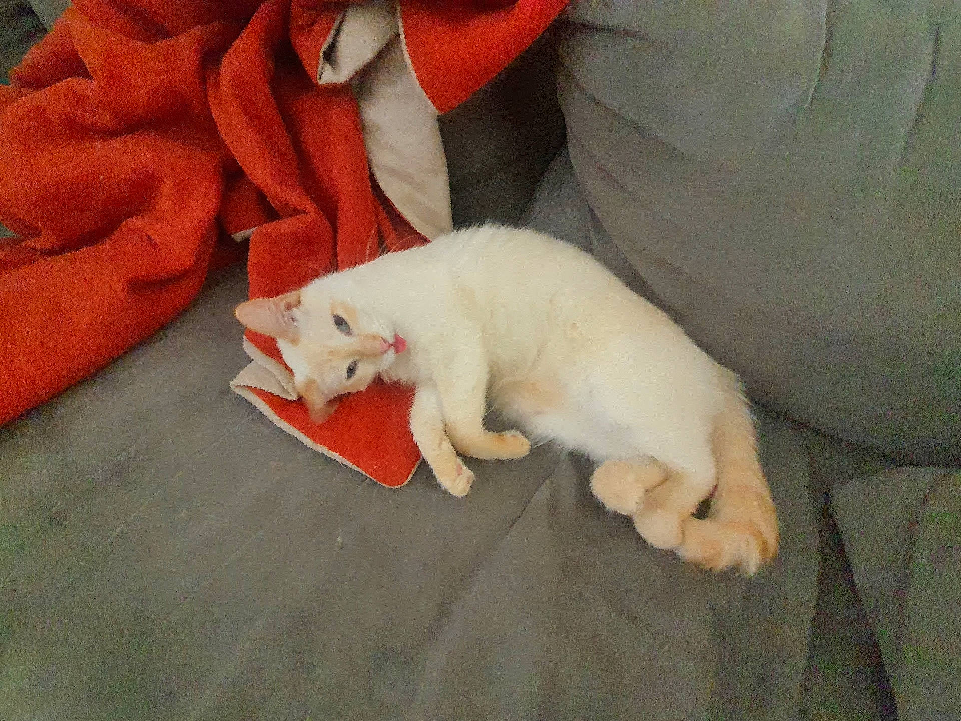 Mochi participe au concours pour gagner de l'argent avec cette photo : canidae, carmine, carnivore, cat, claw, comfort, companion_dog, dog_breed, domestic_short_haired_cat, felidae, fur, mustelidae, nail, paw, rodent, small_to_medium_sized_cats, sporting_group, tail, terrestrial_animal, whiskers