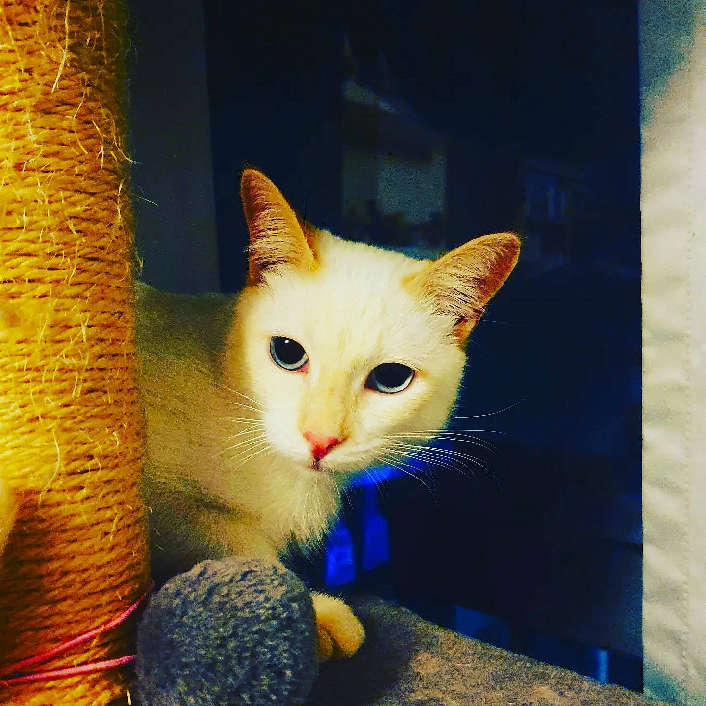 Mochi a rejoint le concours — aidez-le/la à gagner de superbes lots ! art, carnivore, cat, cat_furniture, claw, domestic_short_haired_cat, electric_blue, fawn, felidae, fur, paw, rectangle, sitting, small_to_medium_sized_cats, snout, square, tail, trunk, whiskers, wood