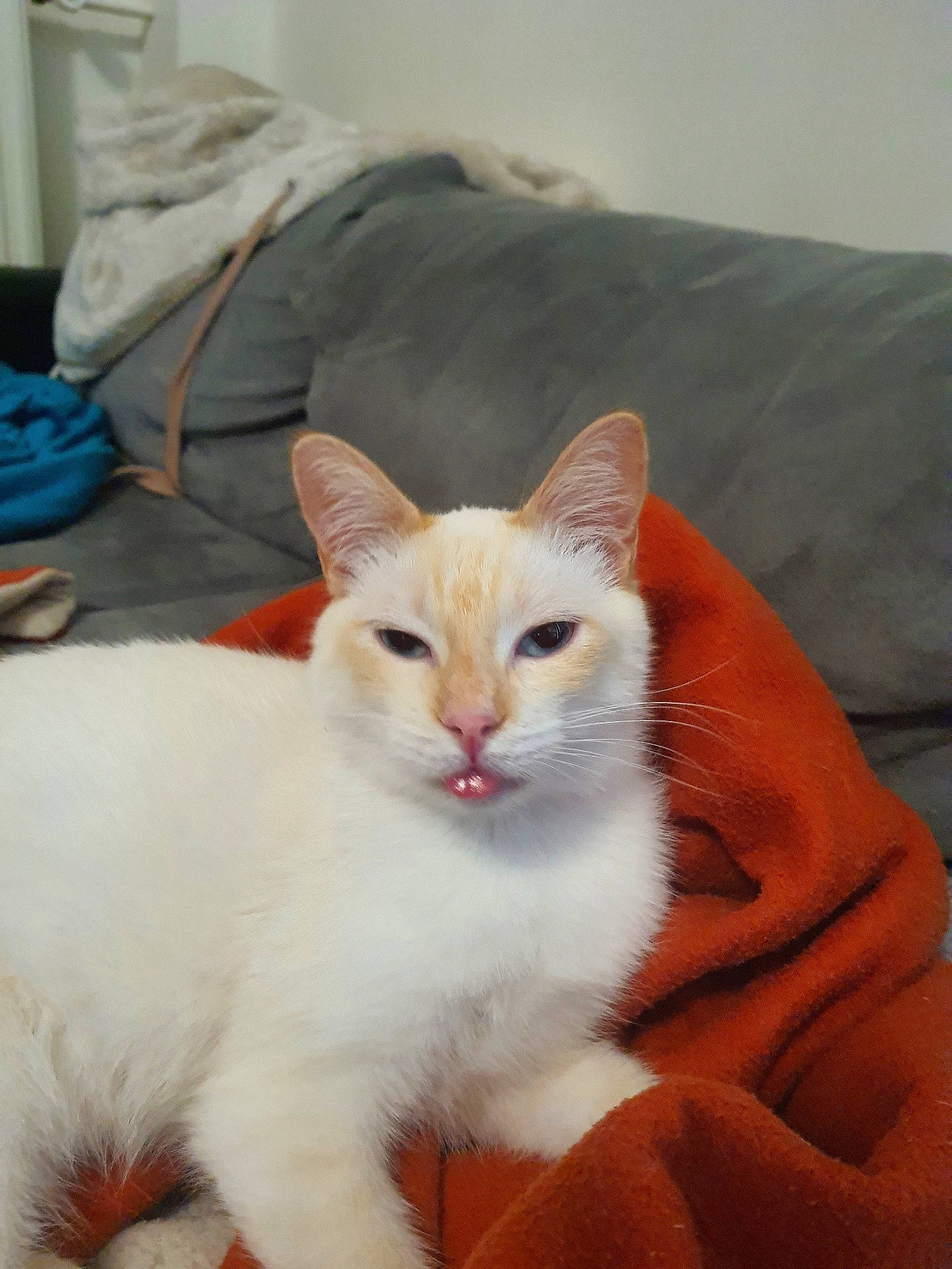 Mochi participe au concours pour gagner de l'argent avec cette photo : carnivore, cat, cat_supply, claw, comfort, domestic_short_haired_cat, fawn, felidae, fur, linens, paw, sitting, small_to_medium_sized_cats, snout, tail, whiskers