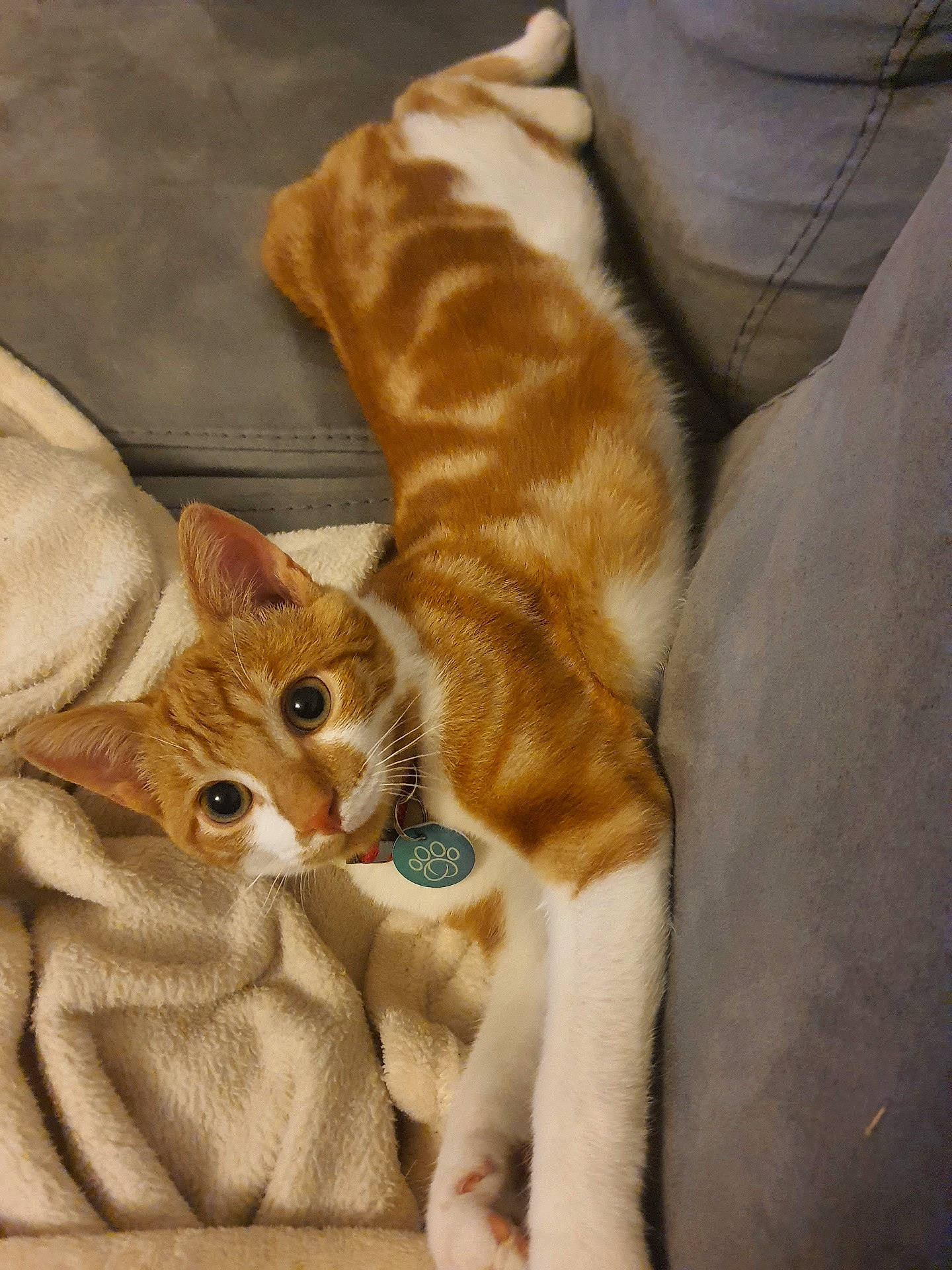 Shanks participe au concours pour gagner de l'argent avec cette photo : bedding, canidae, carnivore, cat, comfort, companion_dog, dog_breed, domestic_short_haired_cat, fawn, felidae, fur, linens, pattern, paw, small_to_medium_sized_cats, snout, tail, textile, whiskers, wood