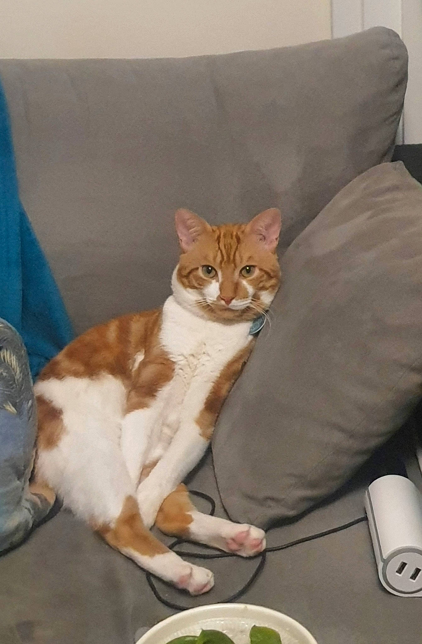 Shanks participe au concours pour gagner de l'argent avec cette photo : carnivore, cat, comfort, companion_dog, couch, dishware, domestic_short_haired_cat, fawn, felidae, fur, furniture, kitchen_utensil, pillow, plate, recipe, serveware, small_to_medium_sized_cats, tableware, tail, whiskers