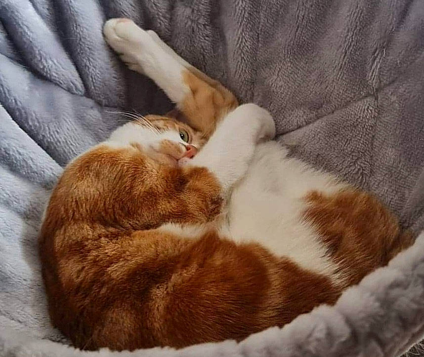 Shanks participe au concours pour gagner de l'argent avec cette photo : carnivore, cat, cat_supply, comfort, companion_dog, domestic_short_haired_cat, fawn, felidae, fur, human_leg, linens, nap, paw, small_to_medium_sized_cats, snout, sporting_group, tail, textile, whiskers, wood