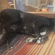 Mercy joined the competition — help win amazing prizes! dog, black_dog, lying_down, indoor, rug, striped_rug, couch, patterned_couch, wooden_floor, relaxed, pet, animal, ears_up, looking_away, home, furniture, cozy, resting, canine, domestic_animal