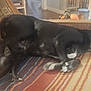 dog, black_dog, lying_down, indoor, rug, striped_rug, couch, patterned_couch, wooden_floor, relaxed, pet, animal, ears_up, looking_away, home, furniture, cozy, resting, canine, domestic_animal