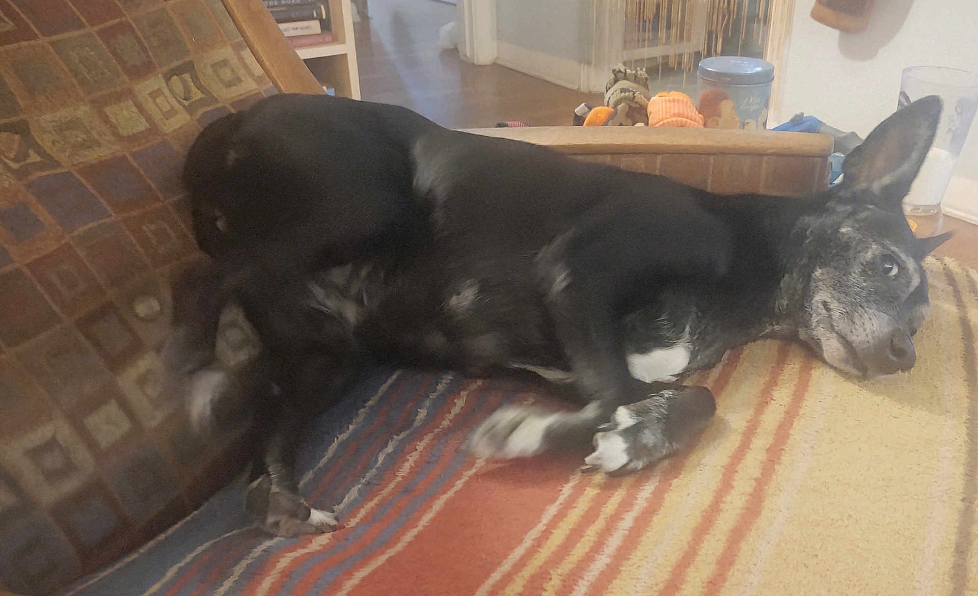 Mercy joined the competition — help win amazing prizes! dog, black_dog, lying_down, indoor, rug, striped_rug, couch, patterned_couch, wooden_floor, relaxed, pet, animal, ears_up, looking_away, home, furniture, cozy, resting, canine, domestic_animal
