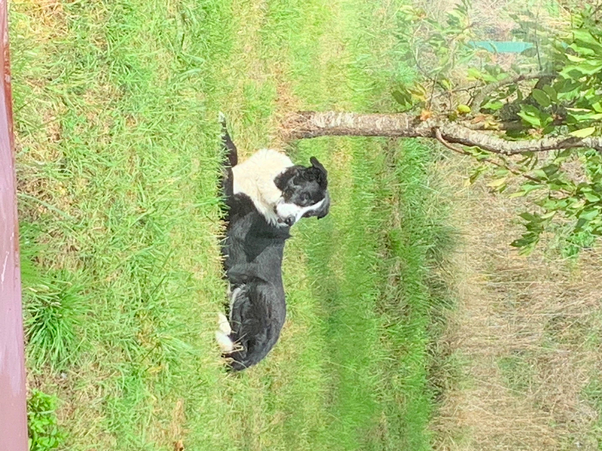 Diabolo a rejoint le concours — aidez-le/la à gagner de superbes lots ! australian_cattle_dog, canidae, carnivore, companion_dog, dog, dog_breed, field, grass, grass_family, grassland, herding_dog, pasture, plant, soil, sporting_group, tail, terrestrial_animal, tree, trunk, working_animal