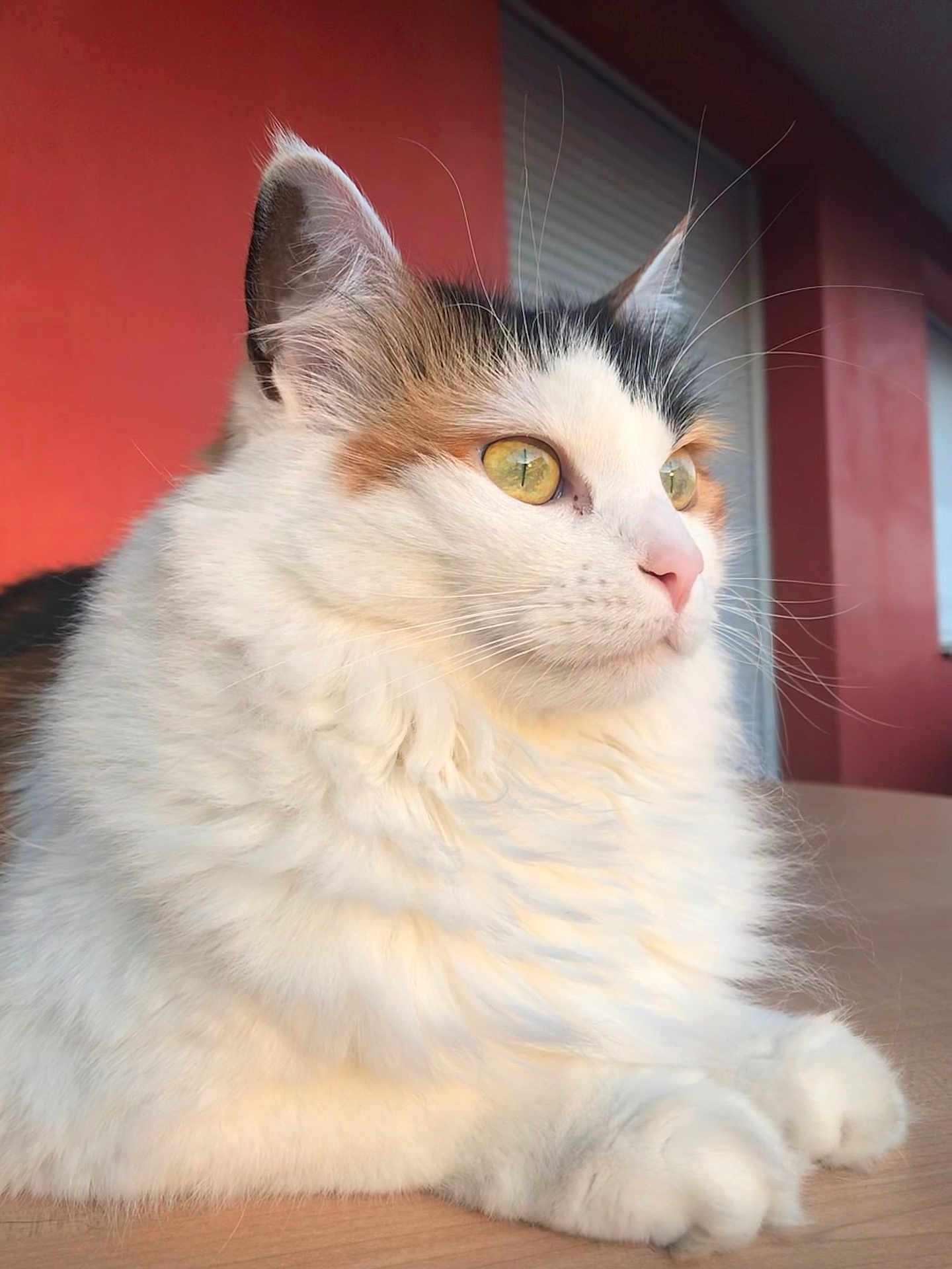 Luna a rejoint le concours — aidez-le/la à gagner de superbes lots ! cat, calico_cat, fluffy_fur, yellow_eyes, whiskers, close_up, indoor, wooden_surface, orange_wall, relaxed, pet, animal, feline, portrait, soft_light, side_view, ears, paws, curious, calm