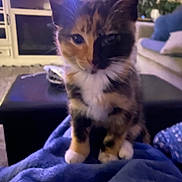 Leo is registered to the contest to win money with this photo: kitten, calico, cat, pet, animal, indoor, blanket, blue, cozy, furniture, living_room, couch, curious, sitting, cute, young, fur, whiskers, ears, domestic_cat