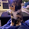 kitten, calico, cat, pet, animal, indoor, blanket, blue, cozy, furniture, living_room, couch, curious, sitting, cute, young, fur, whiskers, ears, domestic_cat