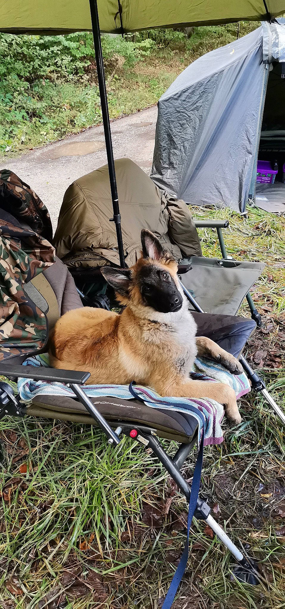 Tyler a rejoint le concours — aidez-le/la à gagner de superbes lots ! canidae, carnivore, cat, chair, comfort, dog_breed, fawn, felidae, grass, plant, recreation, siamese, sitting, small_to_medium_sized_cats