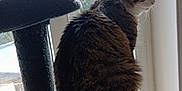 Rixi a rejoint le concours — aidez-le/la à gagner de superbes lots ! cat, tabby, cat_tree, window, indoor, pet, animal, fur, sitting, side_view, nature_outside, carpeted_surface, tail, ears, whiskers, daylight, houseplant_outside, quiet, relaxed, domestic