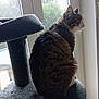 cat, tabby, cat_tree, window, indoor, pet, animal, fur, sitting, side_view, nature_outside, carpeted_surface, tail, ears, whiskers, daylight, houseplant_outside, quiet, relaxed, domestic