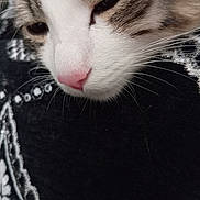 Rixi a rejoint le concours — aidez-le/la à gagner de superbes lots ! cat, close_up, whiskers, pink_nose, sleepy, fur, tabby, face, animal, pet, resting, domestic_cat, texture, black_background, pattern, soft, cute, mammal, feline, relaxed