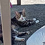 Rixi participe au concours pour gagner de l'argent avec cette photo : cat, tabby_cat, white_paws, relaxed, outdoor, concrete, bag, shadow, curious, animal, pet, feline, laying_down, looking, ears, whiskers, paws, texture, daylight, resting