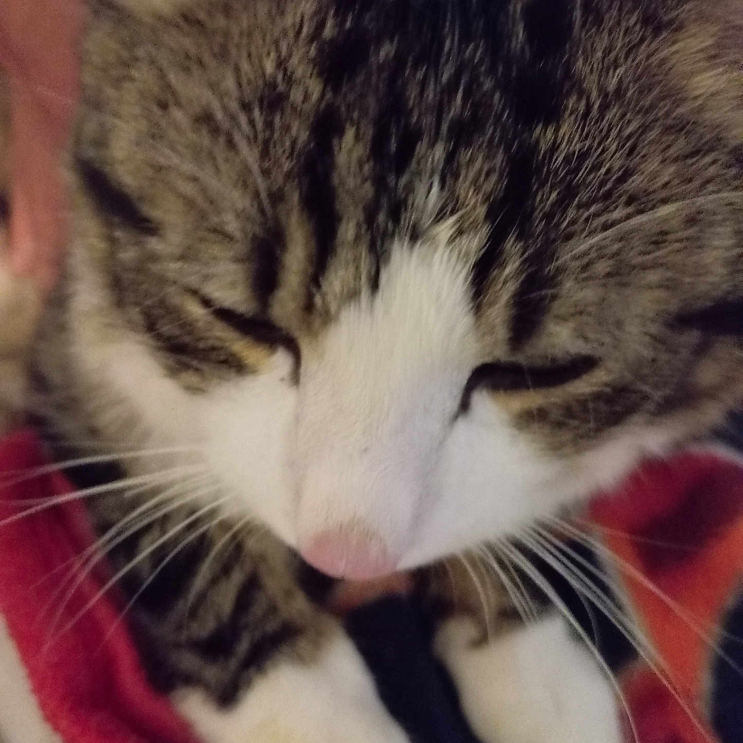 Rixi a rejoint le concours — aidez-le/la à gagner de superbes lots ! animal, blanket, cat, close_up, cozy, cute, domestic_cat, feline, fur, hand, indoor, paw, pet, red, resting, sleepy, soft, tabby, whiskers, white_paws