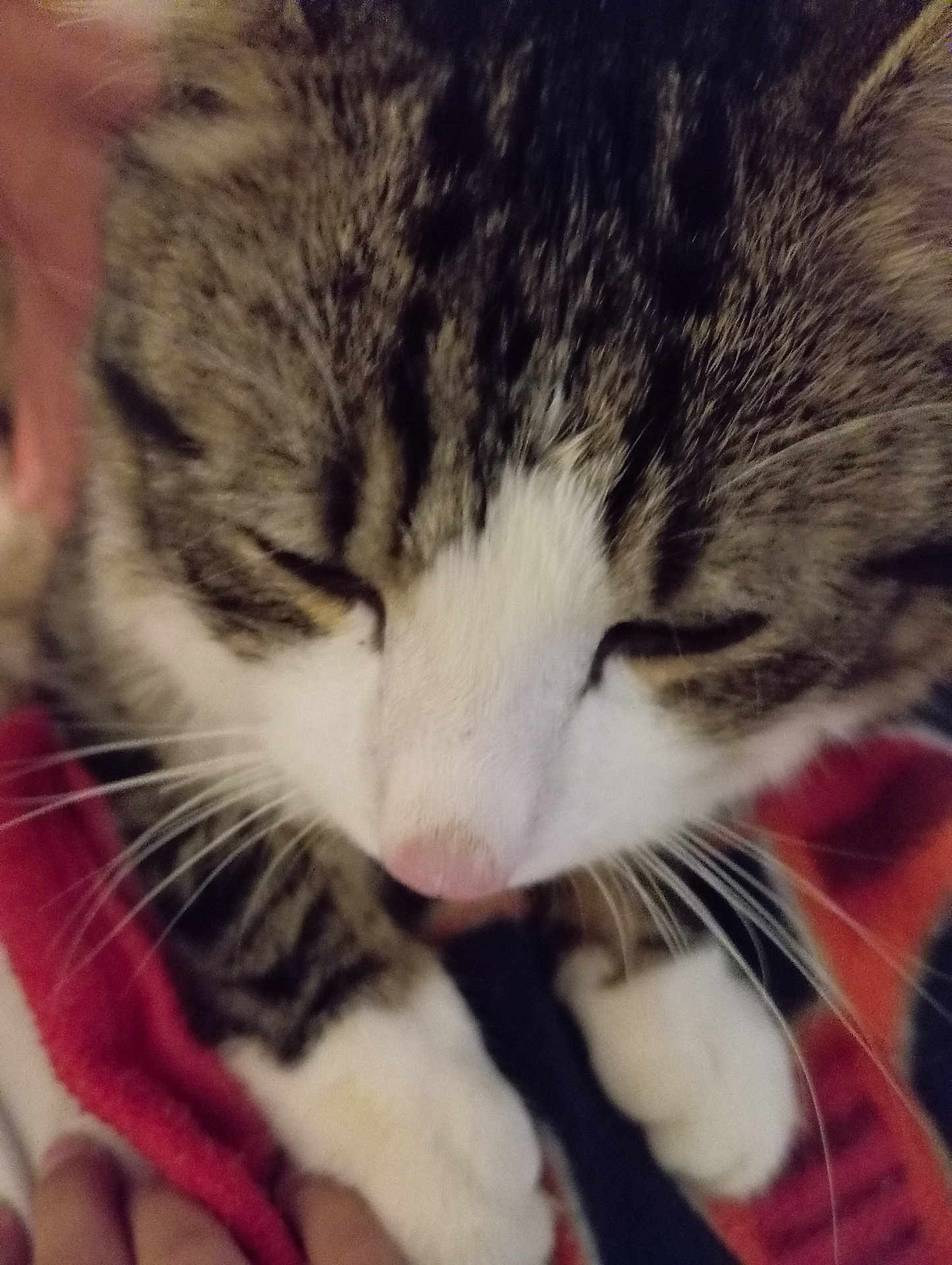 Rixi a rejoint le concours — aidez-le/la à gagner de superbes lots ! cat, tabby, white_paws, whiskers, close_up, sleepy, pet, hand, blanket, red, fur, animal, domestic_cat, cute, resting, soft, indoor, feline, cozy, paw
